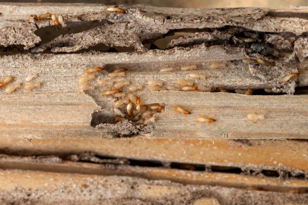 Best Local Pest Control Services  in Seneca, MO